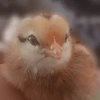 جوجه محلی