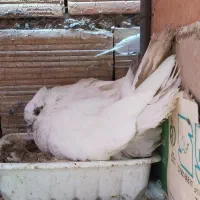 تعدادی کفتر