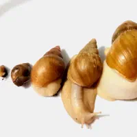 حلزون مولد|خزنده|خمینی‌شهر, |دیوار