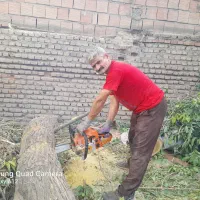 خرید چوب های باغی را نقدا خریدارم