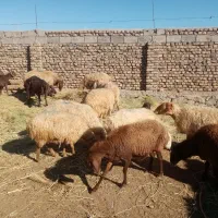 گوسفندداشتی|حیوانات مزرعه|نوده انقلاب, |دیوار