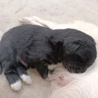 فروش توله 2ماهه پامر اشپیتز|سگ|یزد, |دیوار