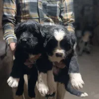 توله سگ قدرجونی