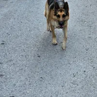 واگذاری سگ ژرمن ۱ ساله تربیت اقداماتی انجام شده|سگ|نوشهر, |دیوار