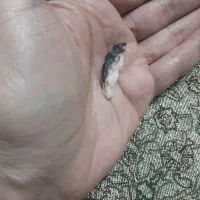 صدف دو لبه ای خاص