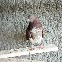 کبوتر پرشی|پرنده|سمنان, |دیوار