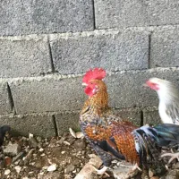 خروس فونیکس|حیوانات مزرعه|کیلان, |دیوار