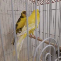 جفت قناری رسمی بلند|پرنده|تهران, حشمتیه|دیوار