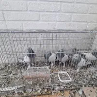 کبوتر شقشقی