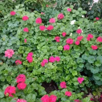 حراج شمعدانی و پدیلانتوس