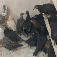 جوجه رسمی ۳ ماهه