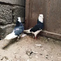 کبوتر سیاه آبادان جفت شازده 15تا پرشی