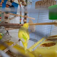 مرغ عشق نر بالغ|پرنده|محمدشهر, شهرک پیام (مهرالبرز)|دیوار