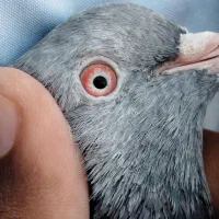 نر وماده پیور فروشی|پرنده|ایرانشهر, |دیوار