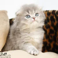 پت شاپ کیتی کتز/گربه اسکاتیش بریتیش پرشین هیمالین|گربه|تبریز, |دیوار