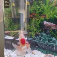 یک جفت ماهی گلد فیش معاوضه هم دارن|ماهی|اردبیل, |دیوار