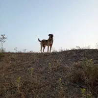 تربت حیدریه روستای نسر قلعه نو|سگ|جلگه رخ, |دیوار