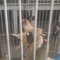 فنچ گلدین دونخوری مکانیزه|پرنده|شیراز, شهرک دارایی|دیوار