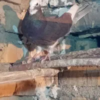 کفتر|حیوانات مزرعه|جوادآباد, |دیوار