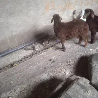 سلام یک بره نر درشت قیمت 21