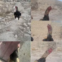 خروس لاری ۱۴ ماهه اصیل