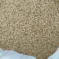 گندم ،کوه دشت