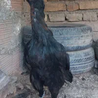 مرغ لاری و محلی