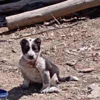 توله دو رگ نژاد دار