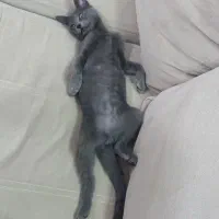 واگذاری گربه نژاد راشن بلو|گربه|لاهیجان, رجایی|دیوار