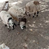 بره قوچ یک ساله