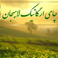 فروش چای بهاره اورگانیک لاهیجان در سراسر کشور