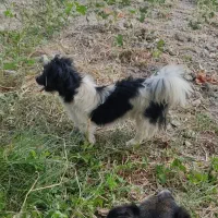 میکس پامر اشپیتز