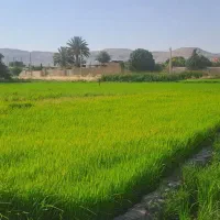 بذر فروشی چلتوک درجه یک