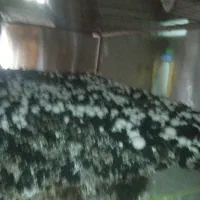 قارچ وتجهیزات پرورش قارچ ده تنی