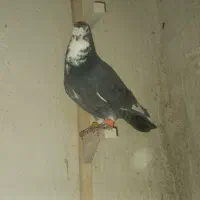 سرور سبز گرفتنی|پرنده|شیراز, کوشک میدان|دیوار