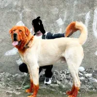 سگ  درجه ۱