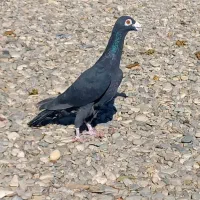 کبوتر هفرنگ