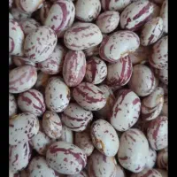 لوبیا چیتی بذری
