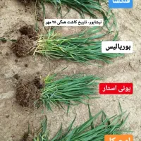 زمین کشاورزی فروش فوری