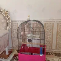 فروش عروس هلندی ماده