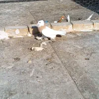 دو عدد طوقی نر|پرنده|پیر بکران, |دیوار