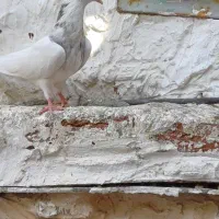 کبوتر طوقی|پرنده|بناب, |دیوار