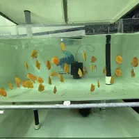 سالن پرورش دیسکس|ماهی|اسلام‌‌آباد غرب, |دیوار