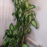 2عدرخت دیفن باخیا خارجی واز نوع ماده|گل و گیاه طبیعی|تهران, شهرک شهید رجایی (کوی نوبنیاد)|دیوار