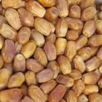 خرمای زاهدی (قصب)|خوردنی و آشامیدنی|تهران, بیبی شهر بانو|دیوار