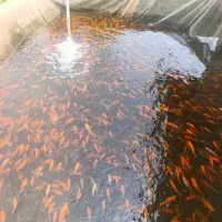 فروش طعمهبرای شما اردک ماهی