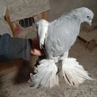 آبی پا پر سه پر مونده ماده|پرنده|ملکان, |دیوار