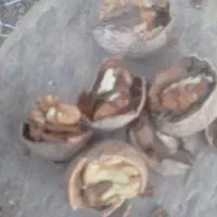 گردو خوب ویکدست خرمرود تویسرکان