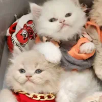 گربه اسکاتیش بریتیش پرشین