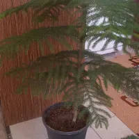 گل کاج مطبق سوزنی